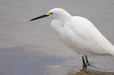 Snowy Egret On The Hunt_31868